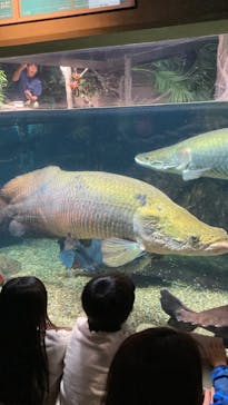 世界淡水魚園水族館　アクア・トトぎふに投稿された画像（2025/3/31）