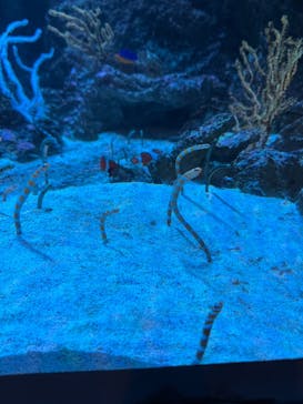 マクセル アクアパーク品川に投稿された画像（2025/3/31）