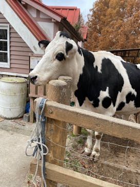 神戸市立六甲山牧場に投稿された画像（2025/3/31）