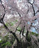 東京国立博物館に投稿された画像（2025/4/1）