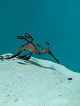 葛西臨海水族園に投稿された画像（2025/3/31）