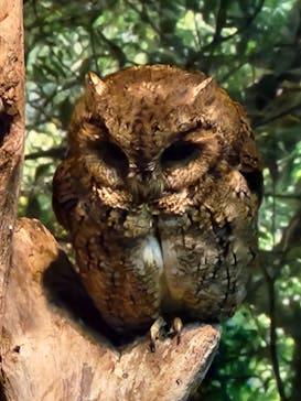 世界淡水魚園水族館　アクア・トトぎふに投稿された画像（2025/3/31）