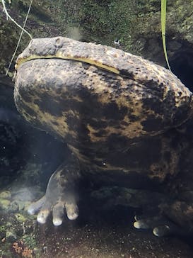 世界淡水魚園水族館　アクア・トトぎふに投稿された画像（2025/3/31）