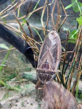 世界淡水魚園水族館　アクア・トトぎふに投稿された画像（2025/3/31）