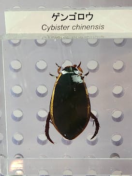 世界淡水魚園水族館　アクア・トトぎふに投稿された画像（2025/3/31）