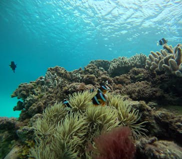 ダイビングショップ　レイに投稿された画像（2025/3/31）