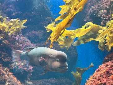 新江ノ島水族館に投稿された画像（2025/3/31）