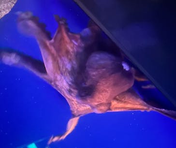 新江ノ島水族館に投稿された画像（2025/3/31）