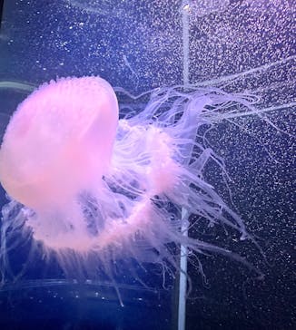 新江ノ島水族館に投稿された画像（2025/3/31）