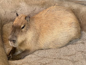 新江ノ島水族館に投稿された画像（2025/3/31）