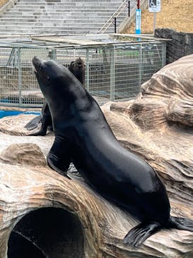 名古屋市東山動植物園に投稿された画像（2025/4/1）