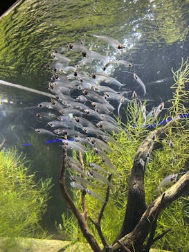 カワスイ 川崎⽔族館に投稿された画像（2025/4/1）