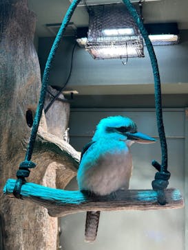 カワスイ 川崎⽔族館に投稿された画像（2025/4/1）