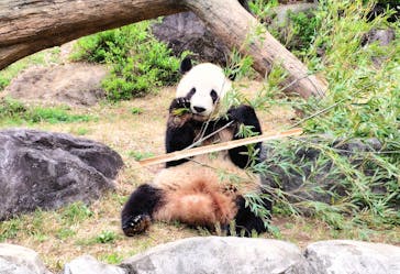 恩賜上野動物園に投稿された画像（2025/4/1）