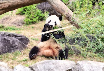 恩賜上野動物園に投稿された画像（2025/4/1）