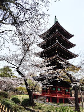恩賜上野動物園に投稿された画像（2025/4/1）