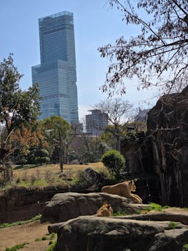 天王寺動物園に投稿された画像（2025/4/1）