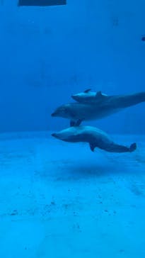 名古屋港水族館に投稿された画像（2025/4/1）