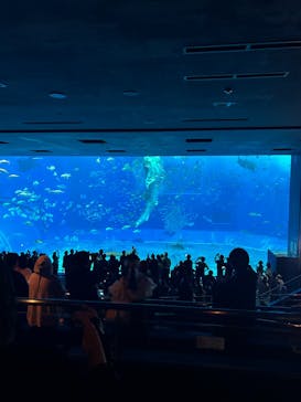 沖縄美ら海水族館に投稿された画像（2025/4/1）