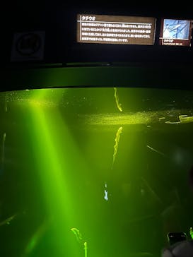 サンシャイン水族館に投稿された画像（2025/4/1）