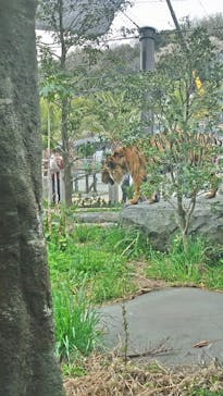 名古屋市東山動植物園に投稿された画像（2025/4/1）