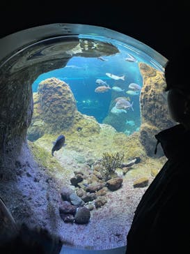 新江ノ島水族館に投稿された画像（2025/4/1）