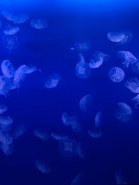 新江ノ島水族館に投稿された画像（2025/4/1）