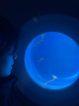 新江ノ島水族館に投稿された画像（2025/4/1）