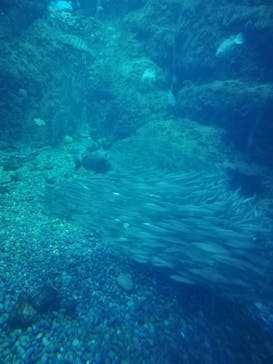 新江ノ島水族館に投稿された画像（2025/4/1）