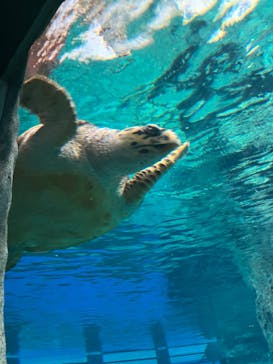 名古屋港水族館に投稿された画像（2025/4/1）