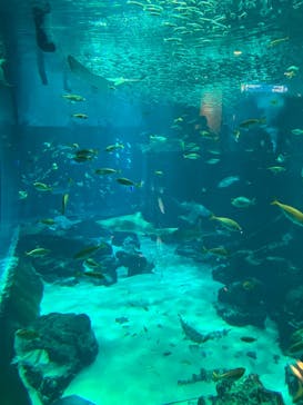 マリンワールド海の中道に投稿された画像（2025/4/1）