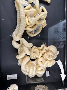  うんち展　-No UNCHI, No LIFE-に投稿された画像（2025/4/1）