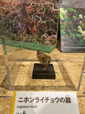  うんち展　-No UNCHI, No LIFE-に投稿された画像（2025/4/1）