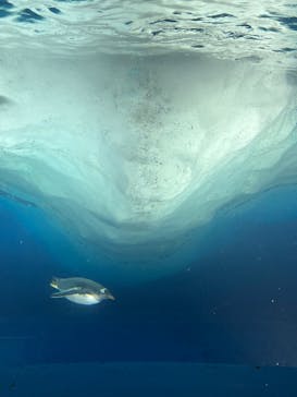 名古屋港水族館に投稿された画像（2025/4/1）