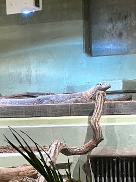 名古屋市東山動植物園に投稿された画像（2025/4/1）