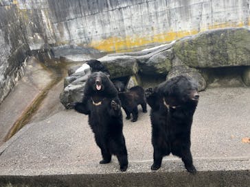 奥飛騨クマ牧場に投稿された画像（2025/4/1）