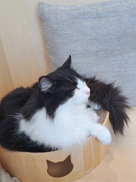 Cat Café MOFF グランベリーパーク店に投稿された画像（2025/4/1）