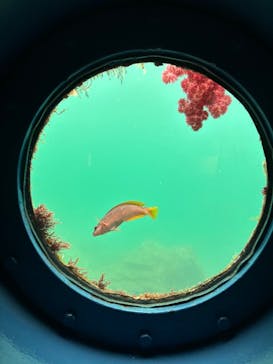 串本海中公園水族館に投稿された画像（2025/4/1）