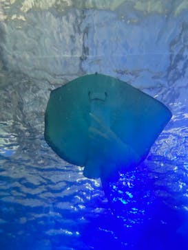 串本海中公園水族館に投稿された画像（2025/4/1）