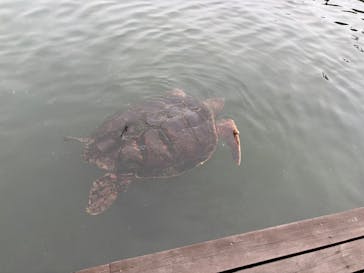 串本海中公園水族館に投稿された画像（2025/4/1）