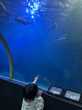 串本海中公園水族館に投稿された画像（2025/4/1）