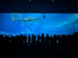 沖縄美ら海水族館に投稿された画像（2025/4/1）