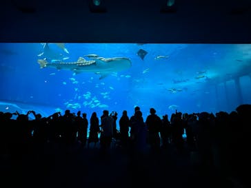 沖縄美ら海水族館に投稿された画像（2025/4/1）