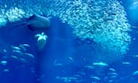 アクアワールド茨城県大洗水族館に投稿された画像（2025/4/1）