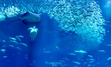 アクアワールド茨城県大洗水族館に投稿された画像（2025/4/1）