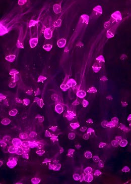 アクアワールド茨城県大洗水族館に投稿された画像（2025/4/1）