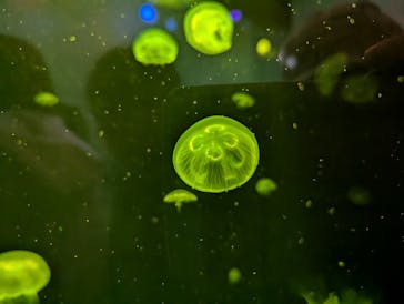 伊豆・三津シーパラダイスに投稿された画像（2025/4/1）