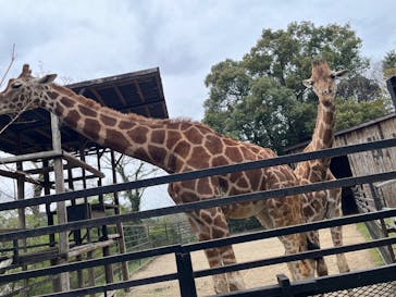 アソビュー！ポイントに投稿された画像（2025/4/1）