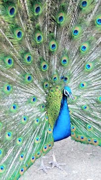 伊豆シャボテン動物公園に投稿された画像（2025/4/1）