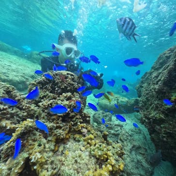 DIVING-SHOP SUNSに投稿された画像（2025/4/1）